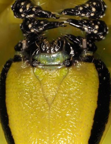 Réf. 237 928 : Acherontia atropos